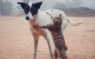 De magie van de relatie tussen mens en hond