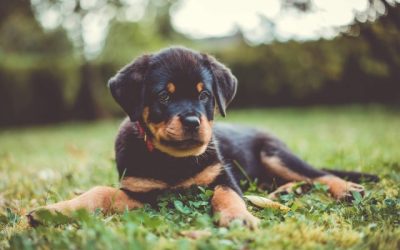 Alles wat je moet weten over het kopen van een Rottweiler puppy