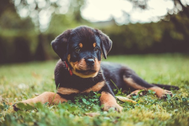 Alles wat je moet weten over het kopen van een Rottweiler puppy